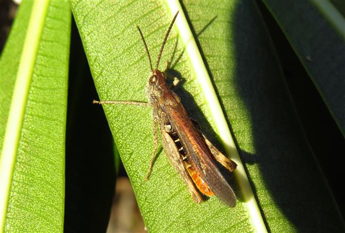 Chorthippus (Glyptobothrus) jacobsi